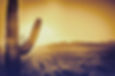 Desert Cactus Landscape